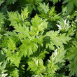 Organic Mugwort