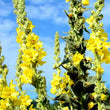 Organic Mullein