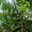 Organic Neem Leaf