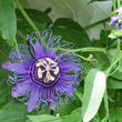 Organic Passion Flower