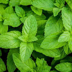 Organic Peppermint