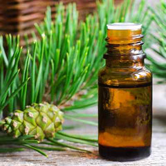 Organic Pine Needle Essential Oil
