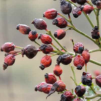 Organic Rose Hips