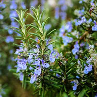 Organic Rosemary