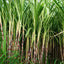 Organic Cane Etanol*